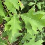 Quercus-rubra_Leaves2.jpg