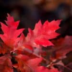 Quercus-rubra_fall-colors.jpg