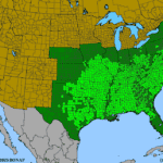 Quercus-stellata.png