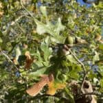 Quercus-stellata_Closeup2.jpg