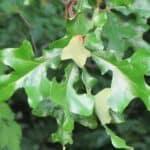 Quercus-stellata_leaves.jpg
