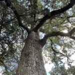 Quercus-stellata_zoomed-out.jpg