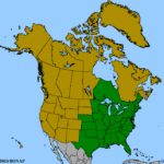 Quercus-velutina-1.png