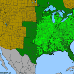 Quercus-velutina.png