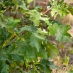 Quercus-velutina_Leaves.jpg