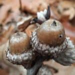 Quercus-velutina_acorn.jpeg
