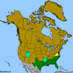 Quercus-virginiana-1.png