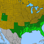 Quercus-virginiana.png