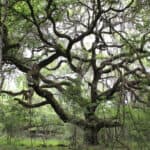 Quercus virginiana_zoomed out