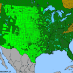 Ratibida-columnifera.png