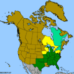 Rudbeckia-fulgida-1.png
