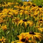 Rudbeckia-fulgida.jpg