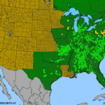 Rudbeckia-fulgida.png