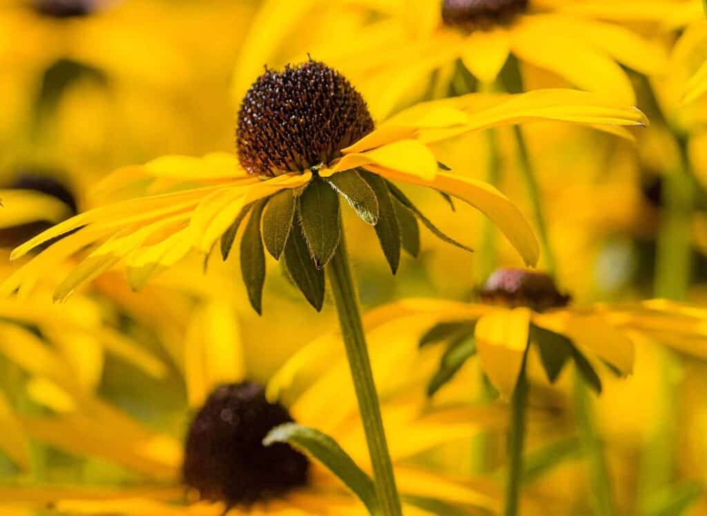 Rudbeckia-fulgida-2.jpg