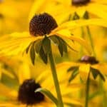 Rudbeckia-fulgida-2.jpg
