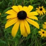 Rudbeckia-fulgida-inat.jpg