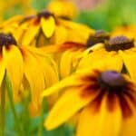 Rudbeckia-hirta.jpg