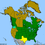 Rudbeckia-laciniata-1.png