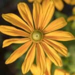 Rudbeckia-laciniata.jpg