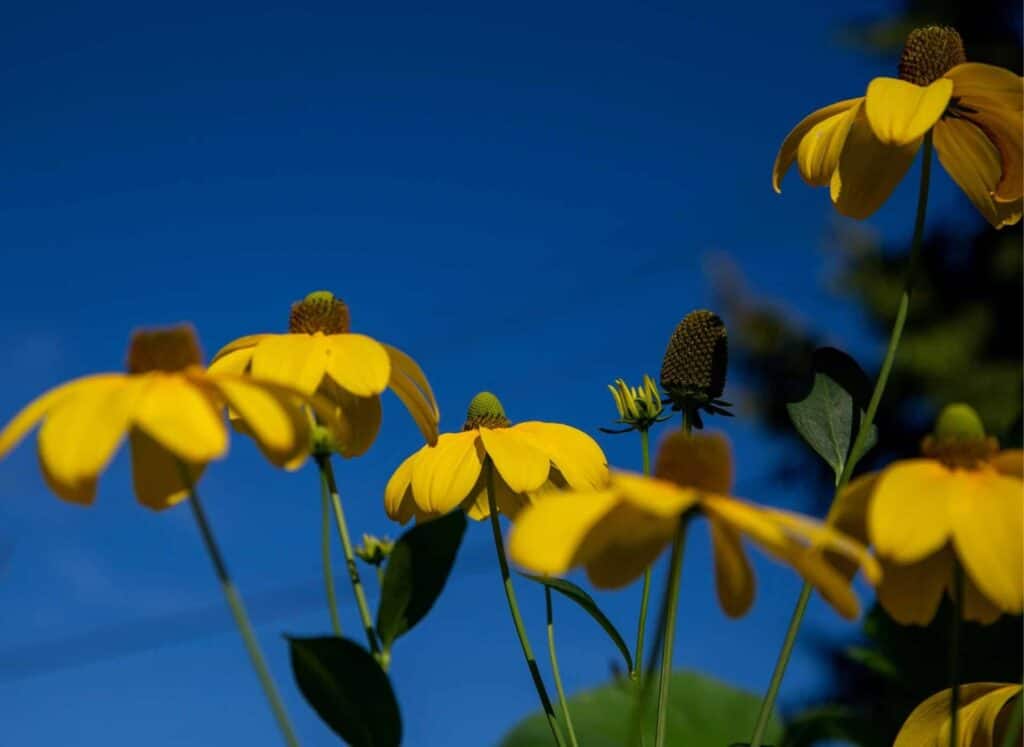 Rudbeckia-laciniata-2.jpg