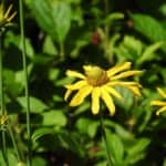 Rudbeckia-laciniata-inat.jpeg