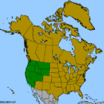 Rudbeckia-occidentalis-1.png