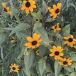 Rudbeckia-triloba-inat.jpeg
