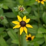 Rudbeckia_Fulgida_var_Fulgida.jpg
