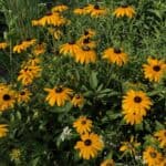 Rudbeckia_hirta5-rotated-1.jpeg