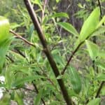 Salix-discolor_Bark.jpeg