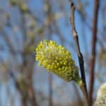 Salix-discolor_Flowers.jpeg