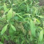 Salix-discolor_Leaves2.jpeg