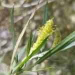 Salix-exigua_Flowers.jpeg