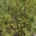 Salix-exigua_zoomed-out.jpeg