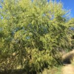 Salix-gooddingii-zoomed-out.jpg