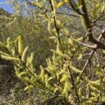 Salix-lasiolepis_Flowers1.jpg