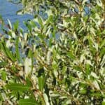 Salix-lasiolepis_ZoomedOut.jpeg