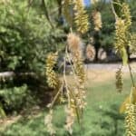 Salix-nigra_Flowers.jpg