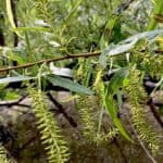 Salix-nigra_Flowers2-RET.jpg