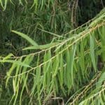 Salix-nigra_Leaves1.jpg