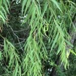 Salix-nigra_Leaves2.jpg