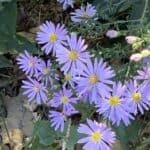 Smooth Aster_Symphyotrichum laeve inat