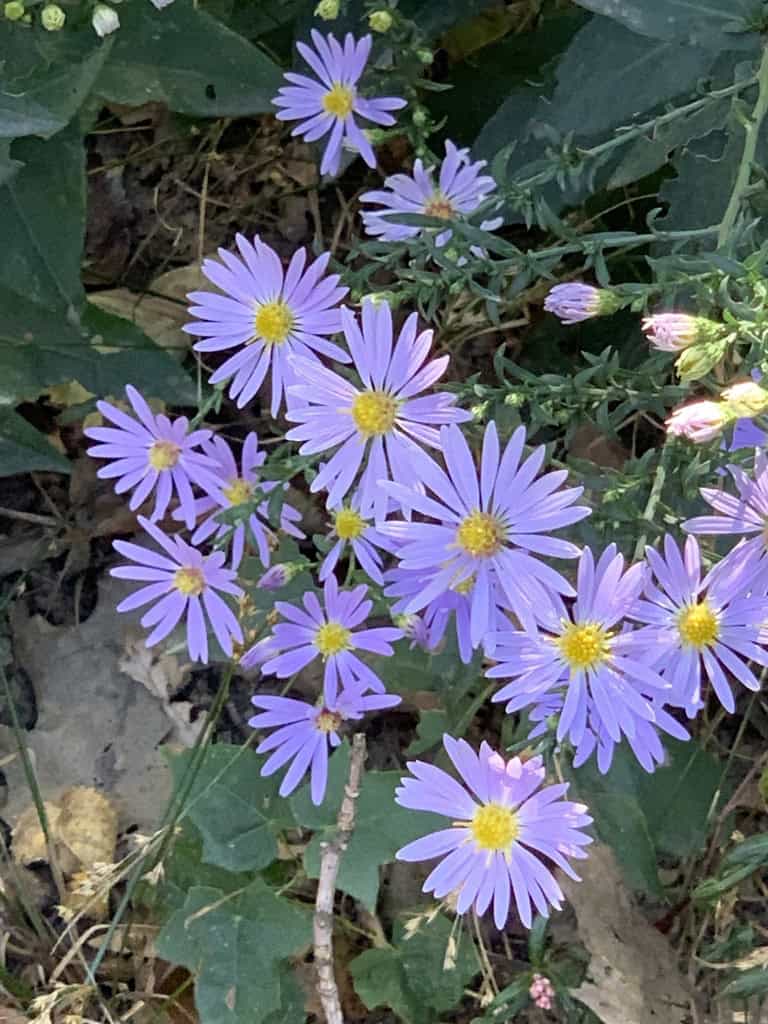 Smooth Aster_Symphyotrichum laeve inat