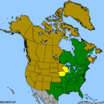 Solidago-caesia-1.png