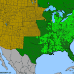 Solidago-caesia.png