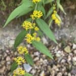 Solidago-caesia-inat.jpg