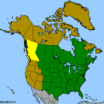 Solidago-nemoralis-1.png