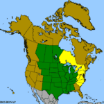 Solidago-rigida-1.png