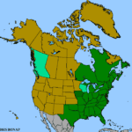 Solidago-rugosa-1.png