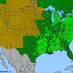 Solidago-rugosa.png